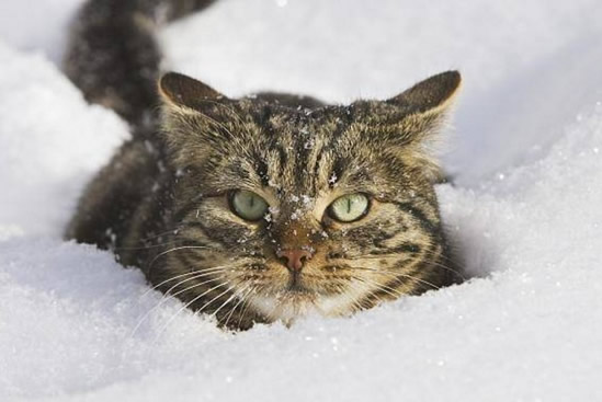 這個寒冬看看動物們是如何取暖的